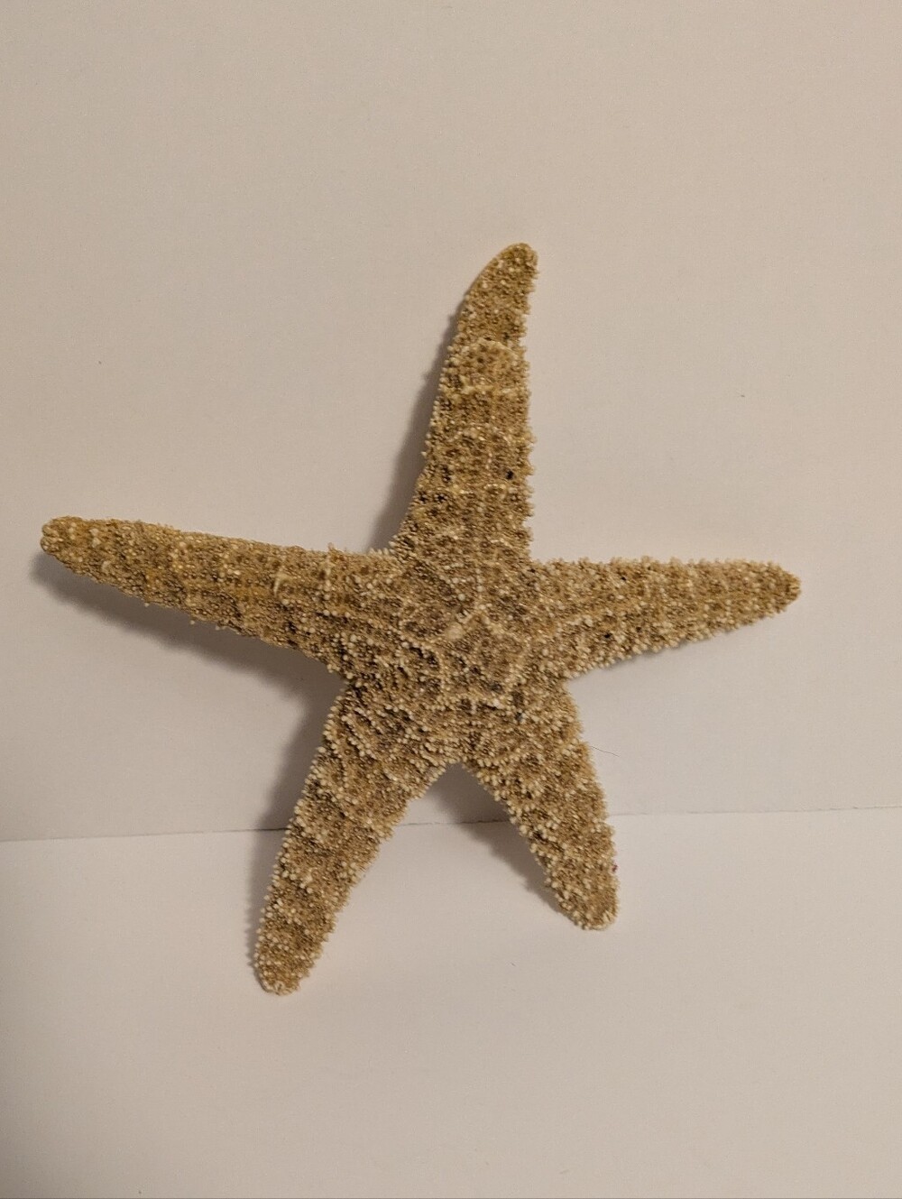 Natural Beige Decorative Nautical Beach Tropical Home Decor
